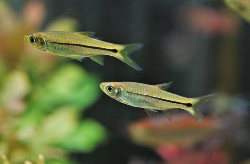 A couple of Rasbora paviana commonly known as sidestripe rasbora swimming together in a freshwater aquarium