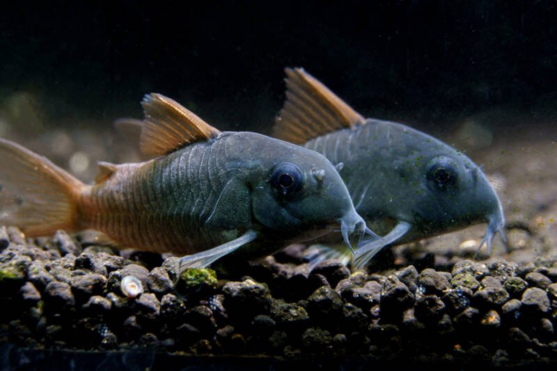 A pair of Corydoras concolor also known as slate cory catfish staying on aquarium bottom