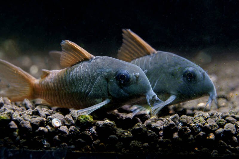 freshwater aquarium catfish