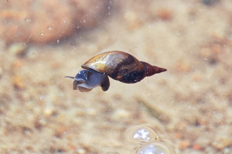 Pond snail floating on the surface of the water