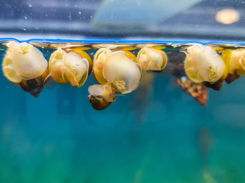 Freshwater snails floating at the surface of an aquarium