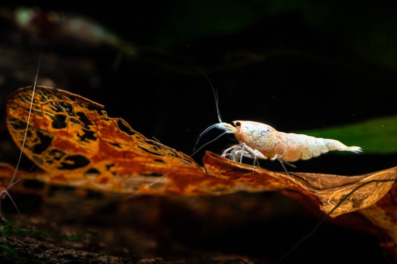 Caridina cantonensis var. snow white also known as white bee shrimp sitting on on a leaf in a freshwater aquarium