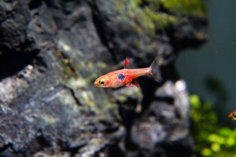 Boraras naevus commonly known as strawberry rasbora swimming in a freshwater decorated aquarium with the rocks