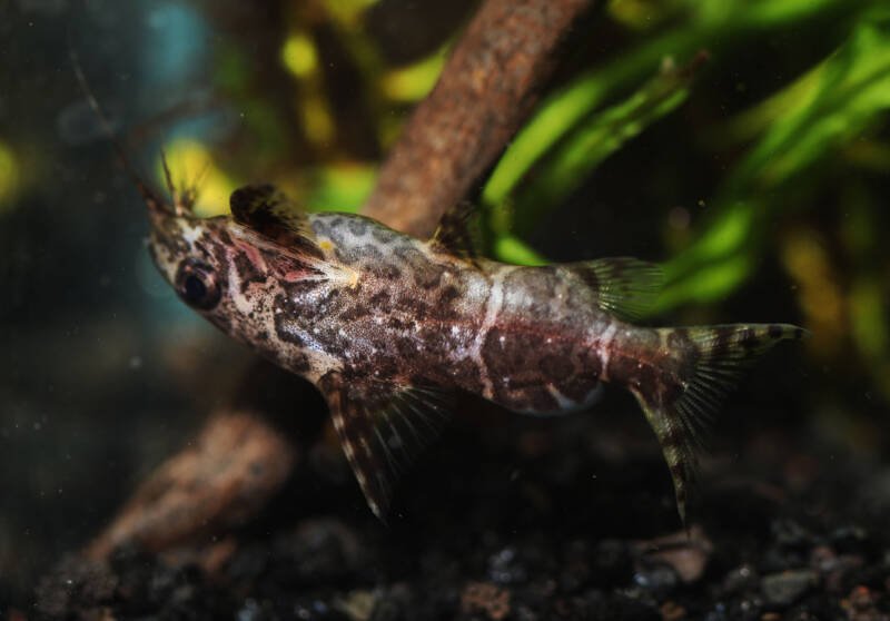 Synodontis nigriventris swimming upside-down in aquarium