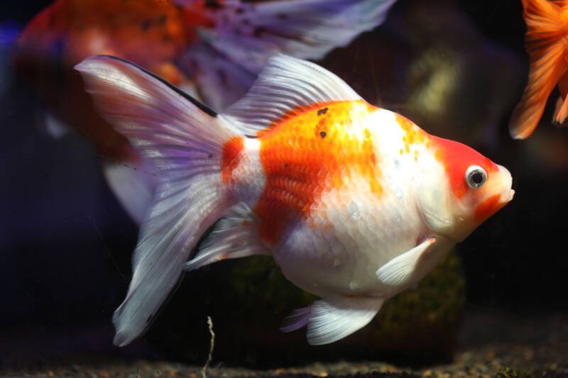Calico tamasaba goldfish sideview in fish tank