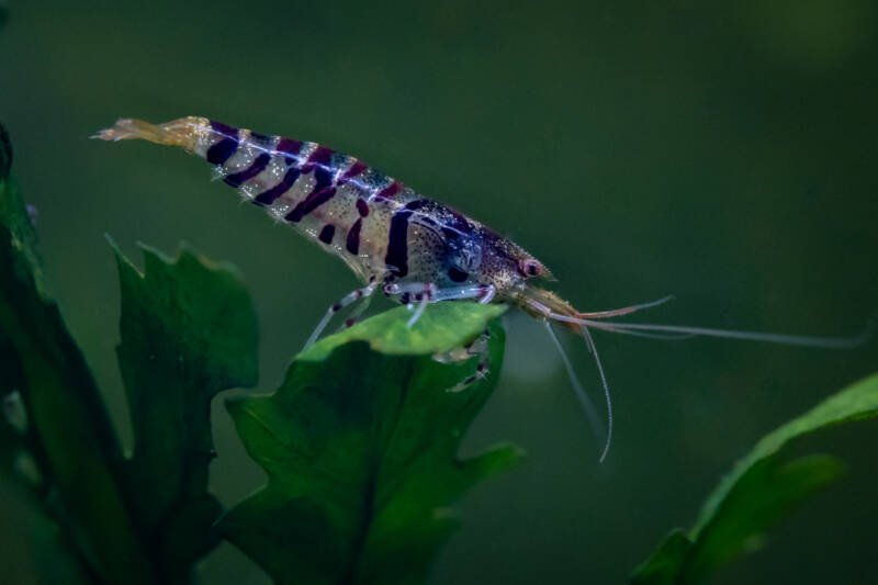 Caridina cf. cantonensis also known as tiger shrimp standing on the leaf of an aquatic plant in a freshwater aquarium