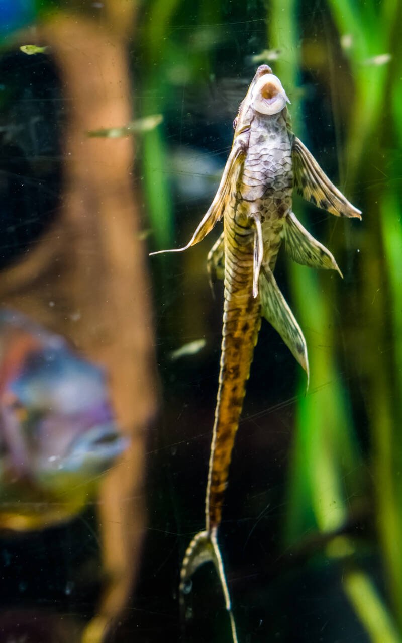 twig catfish sucking on the glass of the aquarium