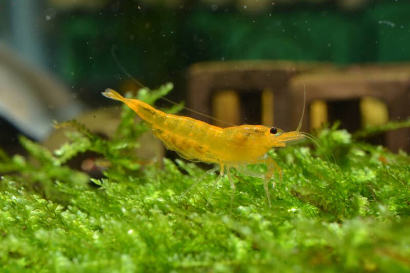 Caridina cf. cantonensis var. Yellow also known as Yellow King Kong shrimp on a plant in a freshwater aquarium