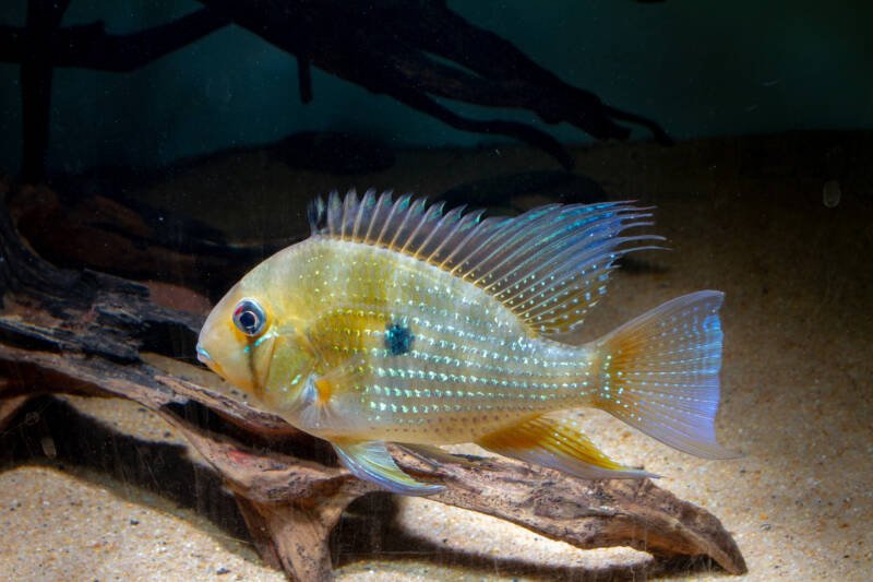 Acarichthys heckelii also known as threadfin acara is swimming in a decorated aquarium with a driftwood