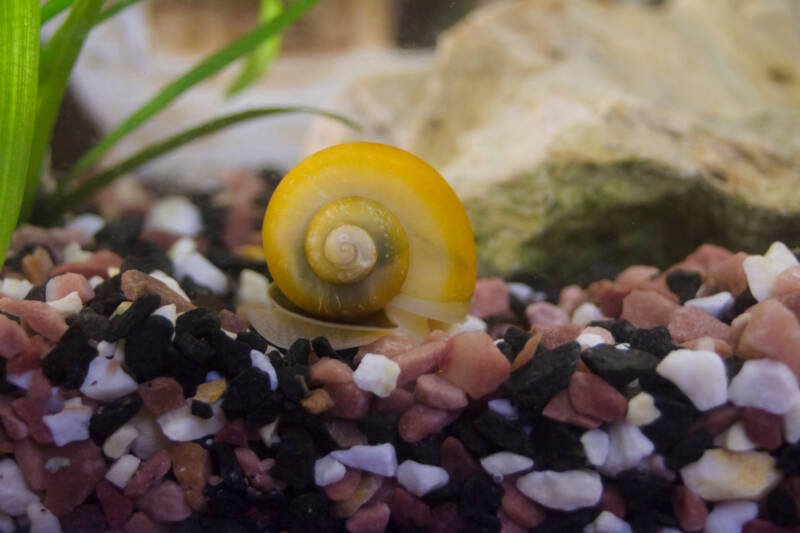 Yellow Pomacea bridgesii commonly known as mystery or apple snail crawling on gravel in freshwater setup