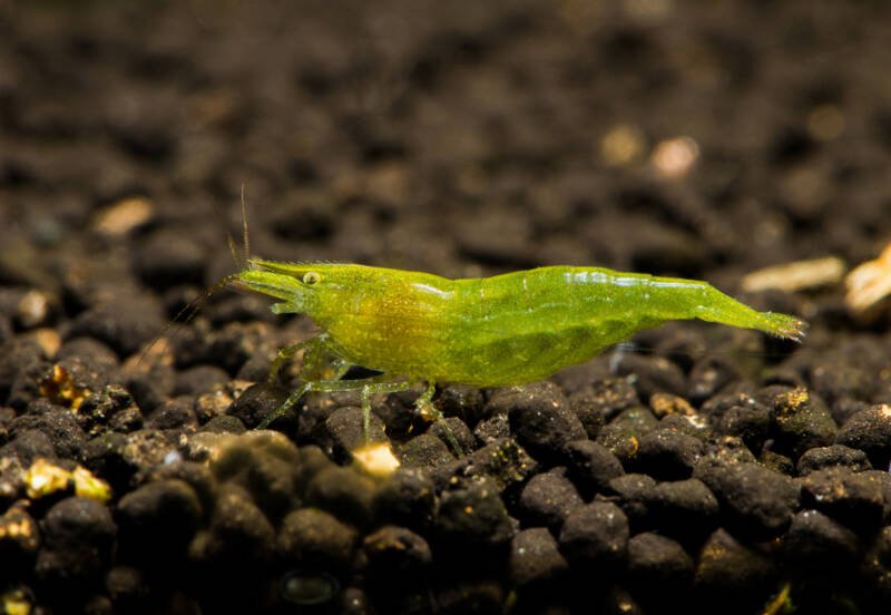 Caridina babaulti also known as babaulti shrimp on a dark aquatic soil in a tank