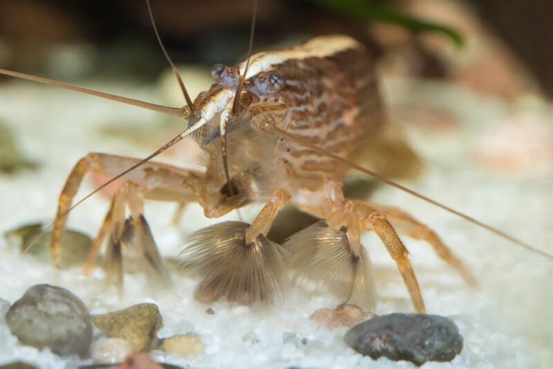 A close-up of Atyopsis moluccensis also known as bamboo shrimp with its fans staying at the aquarium bottom 