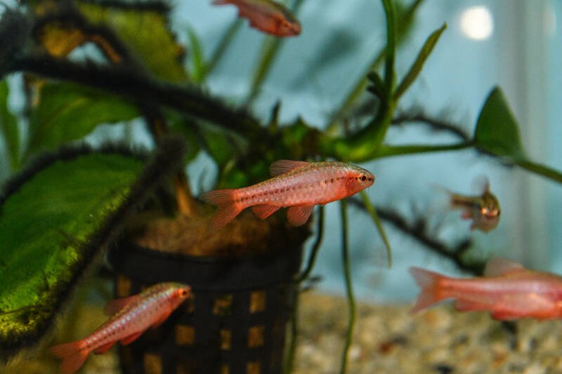 Juvenile of cherry barbs in aquarium with plant