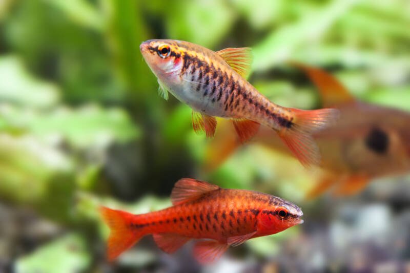 Female and male cherry barbs swimming in a community aquarium