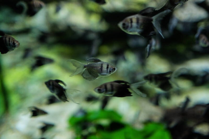 A school of Gymnocorymbus ternetzi also known as black widow tetra fish in a tank 