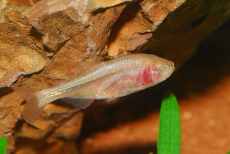 Astyanax mexicanus also known as blind cave tetra or Mexican tetra swimming near rock in aquarium