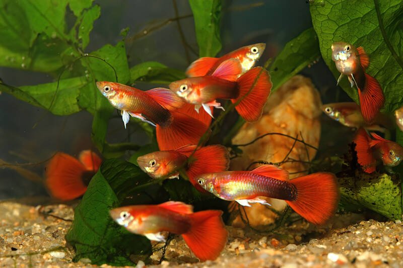 A shoal of blonde guppies in a planted aquarium