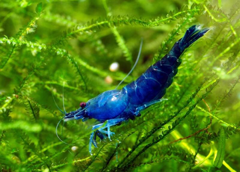 Neocaridina davidi variation blue dream or velvet shrimp on a green plant in aquarium