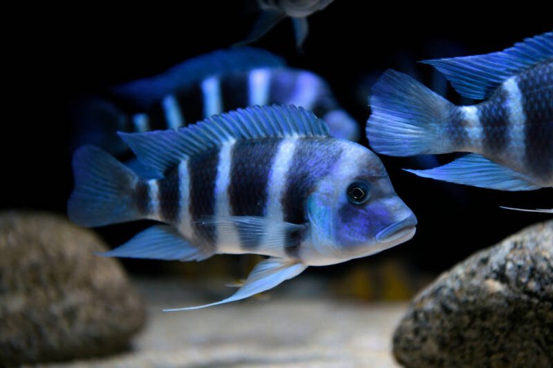 A school of Cyphotilapia gibberosa also known as blue frontosas is swimming in a decorated aquarium with stones