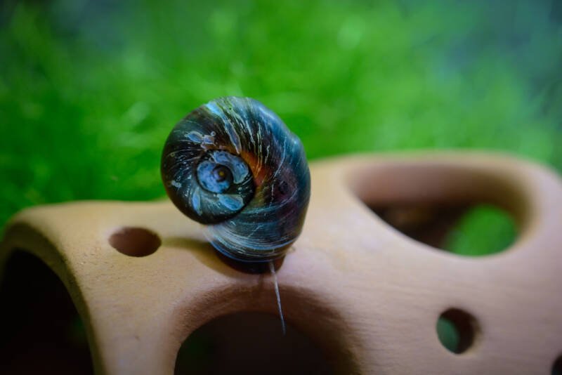 Blue ramshorn snail is crawling on clay decor in a freshwater aquarium