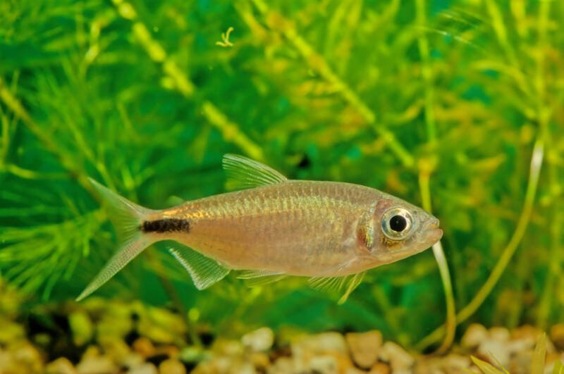 Brycinus longipinnis also known as long-finned tetra swimming in a planted freshwater tank