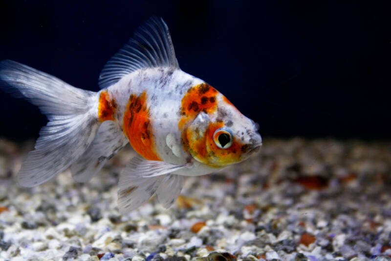Calico veiltail goldfish swimming near gravel bottom in aquarium
