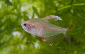 39 Most Colorful & Active Types of Tetras for Your Tank