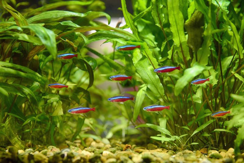 School of cardinal tetras swimming together among the plants in a freshwater aquarium