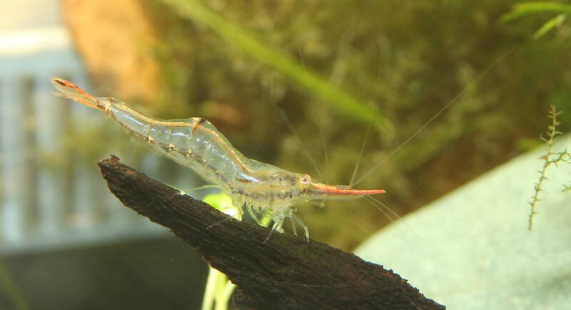 Caridina gracilirostris commonly known as pinokio shrimp on a driftwood in freshwater aquarium