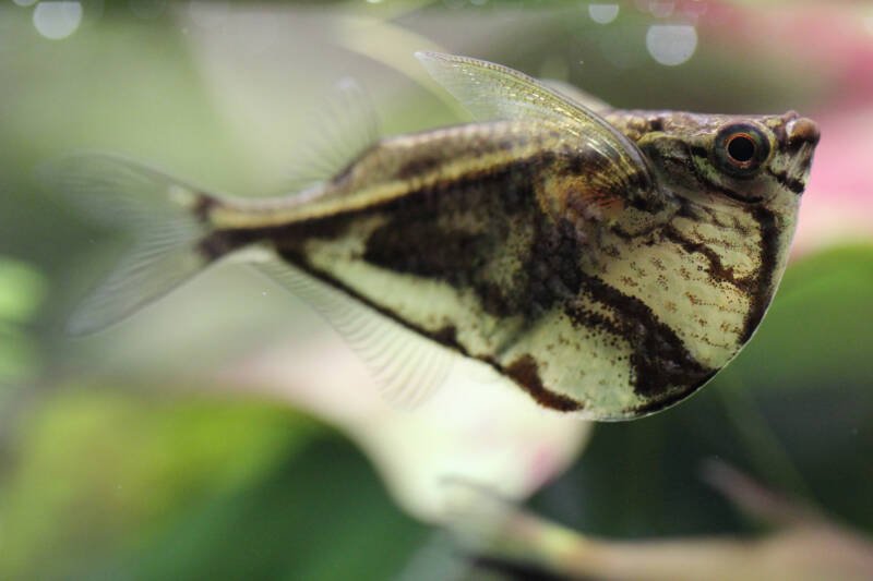 Carnegiella strigata also known as marbled hatchet fish on a blurry background