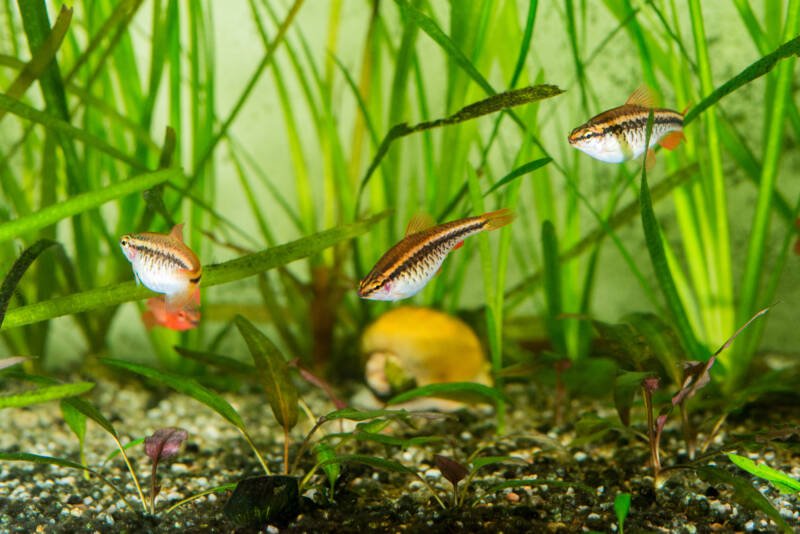 Group of three females of cherry barbsin a planted aquarium, swimming and feeding between aquatic plants