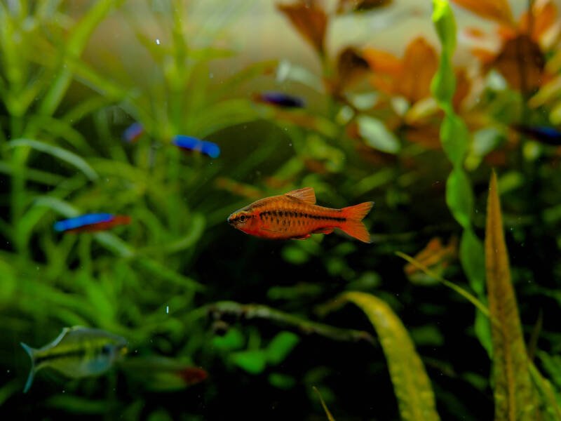 Puntius titteya also known as cherry barb swimming with its tank mates in aquarium