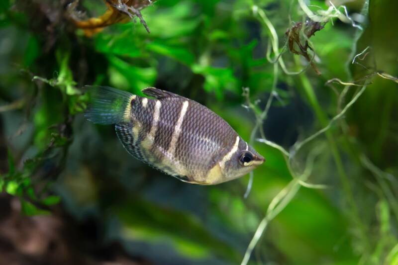 Sphaerichthys osphromenoides also known as chocolate gourami is swimming in a planted tank
