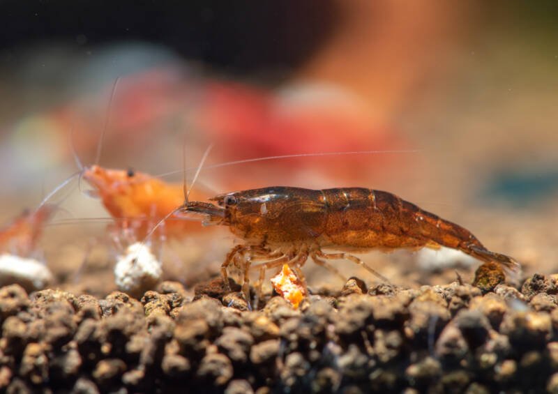 Neocaridina davidi variation chocolate shrimp on aquatic soil eating food with other shrimp