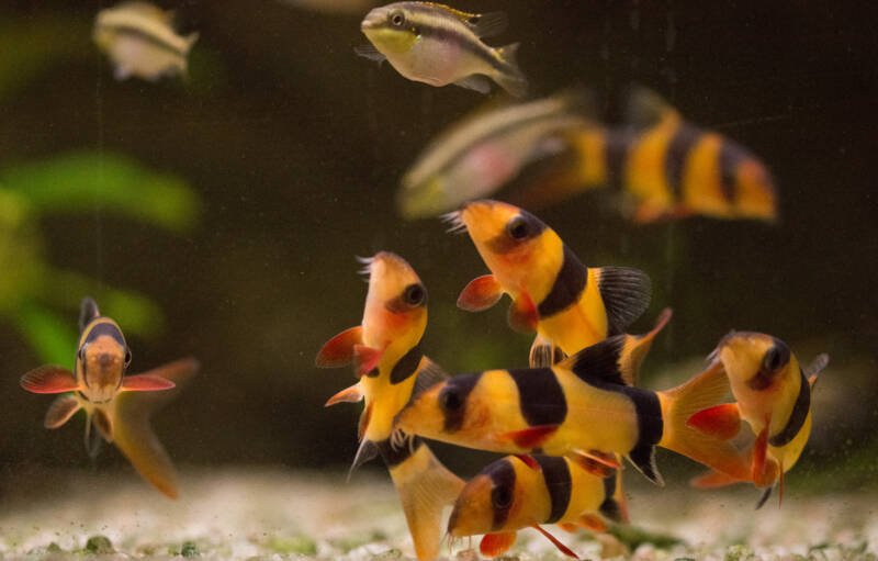 A school of Chromobotia macracantha commonly known as clown loaches bottom dwelling together