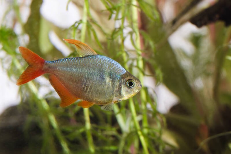 Hyphessobrycon columbianus also known as Colombian tetra swimming in a planted aquarium