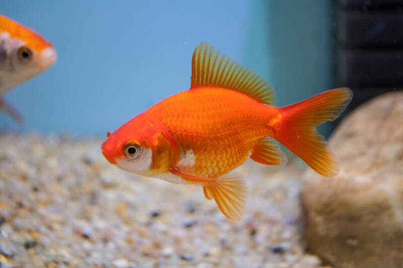 Carassius aurutus also known as common goldfish single tail variety swimming in aquarium
