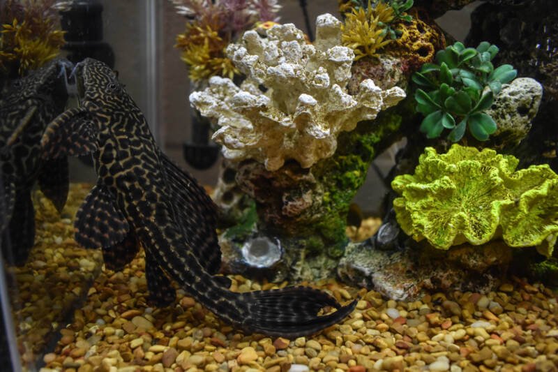 Hypostomus plecostomus also known as common pleco attached to the glass in a freshwater aquarium