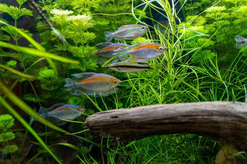 A school of Phenacogrammus interruptus commonly known as Congo tetras are swimming together in a planted tropical tank