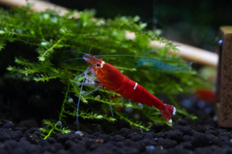 Super red crystal (Santa) freshwater shrimp grazing on green aquatic moss in freshwater aquarium