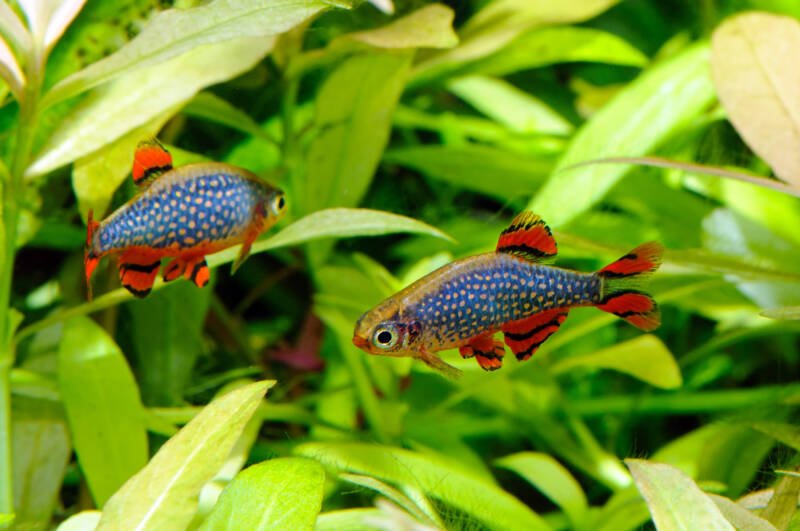 A pair of Danio margaritatus also known as celestial pearl danios is swimming between the aquatic plants in a planted tank