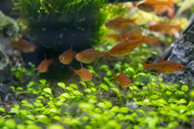 School of Hyphessobrycon amandae also known as ember tetras swimming among aquatic plants