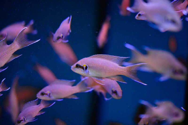 A school of Neolamprologus brichardi also known as fairy cichlids or lyretail cichlids is swimming in the aquarium