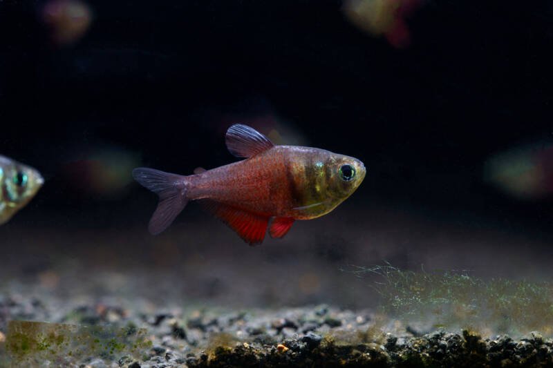 Hyphessobrycon flammeus also known as flame tetra swimming close to the sandy bottom in aquarium