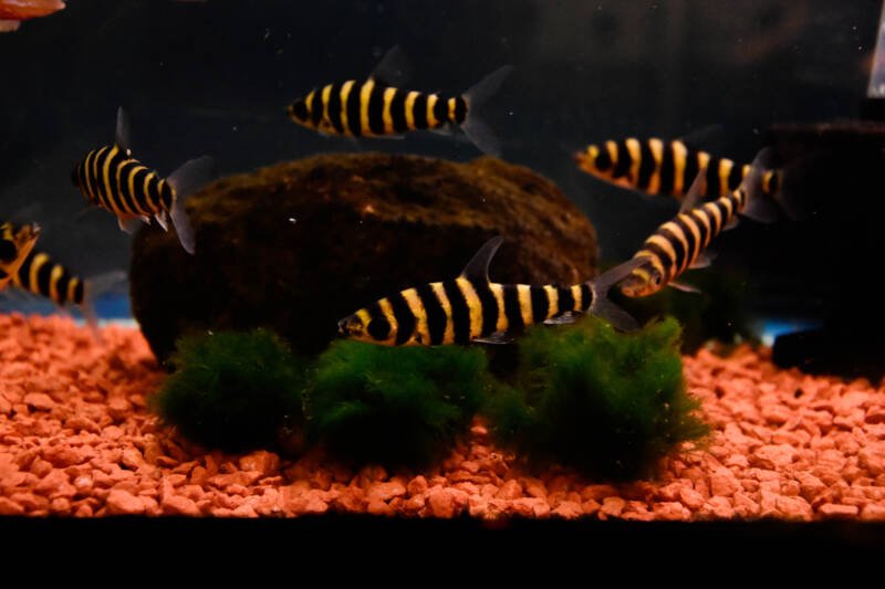 A school of barbs swimming around a rock and marimo balls in a freshwater aquarium