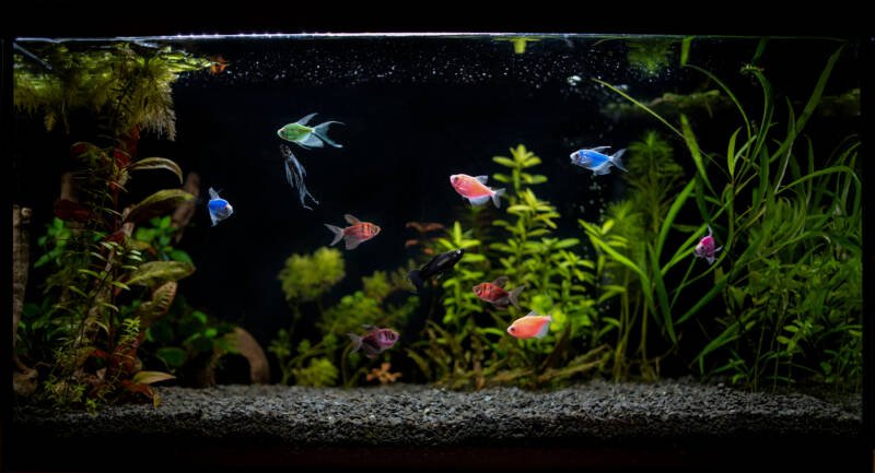 Aquarium with GloFish® Tetras