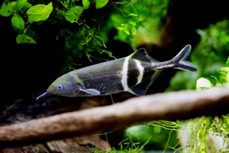 Gnathonemus petersii also known as elephant nose fish is swimming in a planted aquarium 