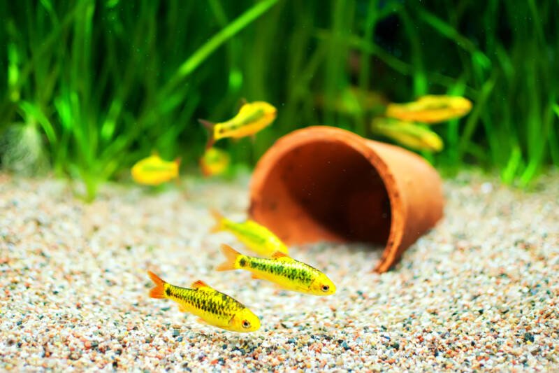 A school of golden barbs is swimming close to a sandy bottom in a freshwater aquarium