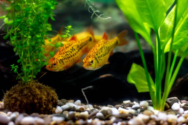 Several Puntius semifasciolatus also known as golden barbs is swimming between the plants in the aquarium