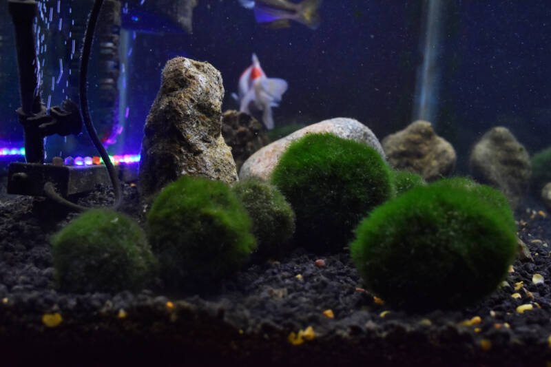 Goldfish is swimming in aquarium decorated with rocks and marimo moss balls